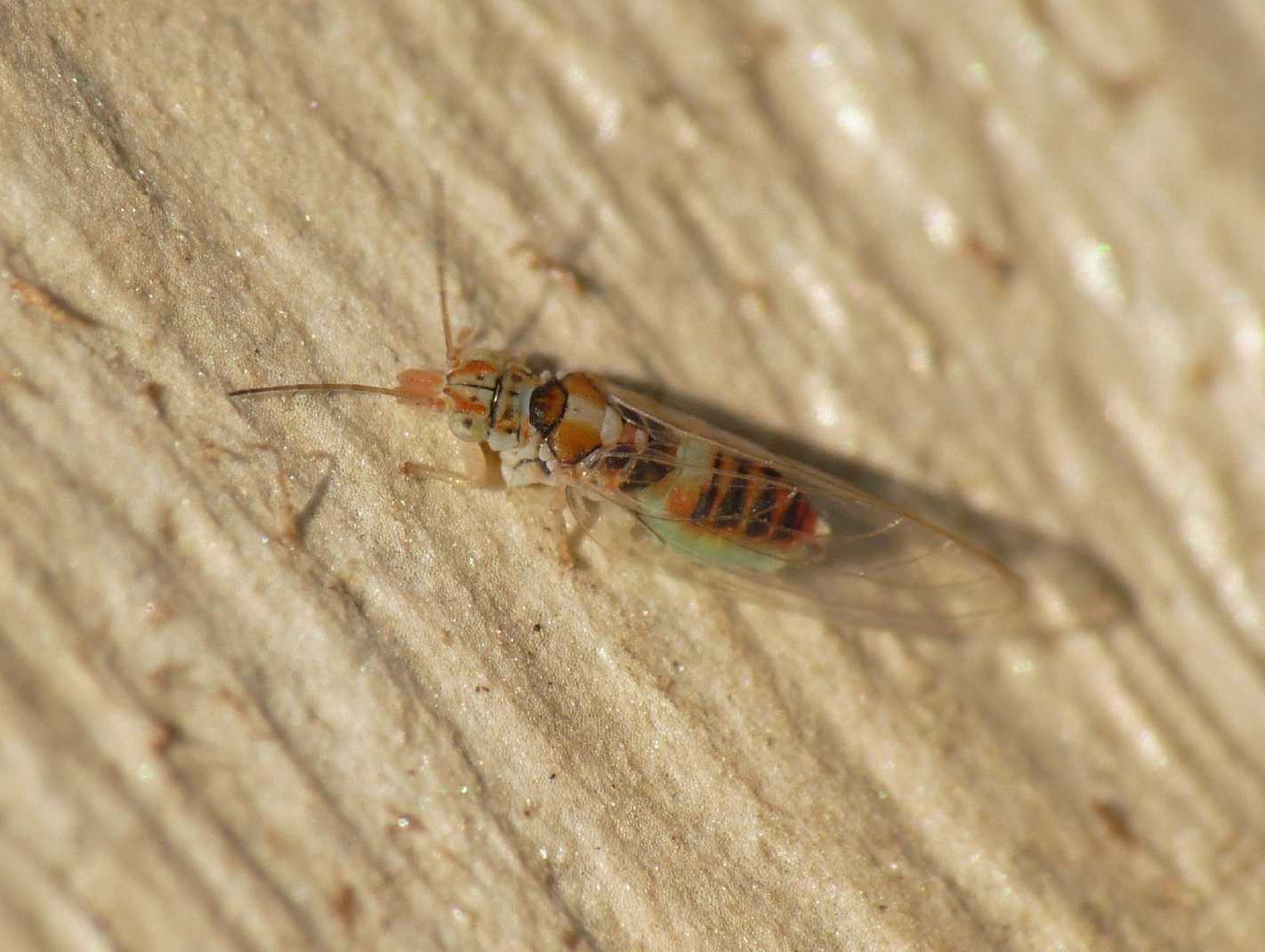 Glycaspis brimblecombei (Psyllidae)